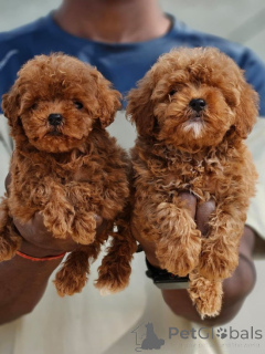 Photo №1. poodle (toy) - for sale in the city of Murcia | negotiated | Announcement № 176381