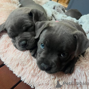 Photo №1. staffordshire bull terrier - for sale in the city of Nice | negotiated | Announcement № 163891