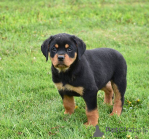 Photo №1.  - for sale in the city of Aizlingen | 500$ | Announcement № 161157