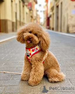 Photo №3. Toilet trained poodle toy. Portugal