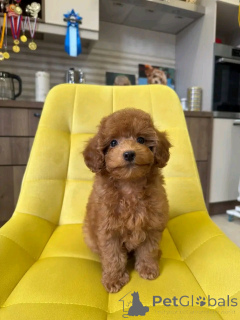 Photo №1.  - for sale in the city of Amberg | 413$ | Announcement № 159556