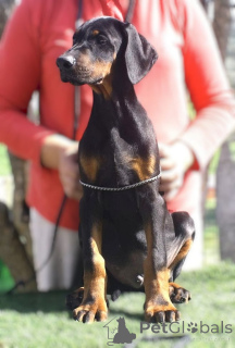 Photo №4. I will sell dobermann in the city of Pescara. from nursery - price - 1882$