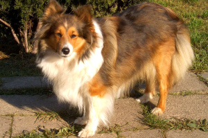 Photo №3. Sheltie boy. Ready for a new home. Belarus