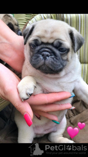 Photo №1. pug - for sale in the city of Kharkov | 355$ | Announcement № 11331