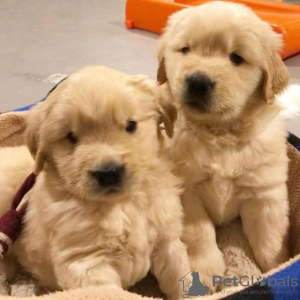 Photo №1. golden retriever - for sale in the city of Munich | 426$ | Announcement № 12236