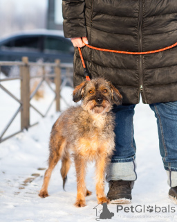 Photo №3. Rare looking dog looking for a home. Russian Federation