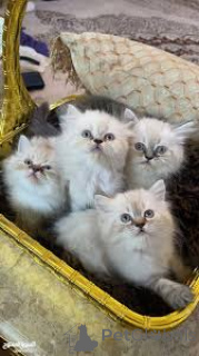 Photo №1. persian cat - for sale in the city of Helsinki | 599$ | Announcement № 164068