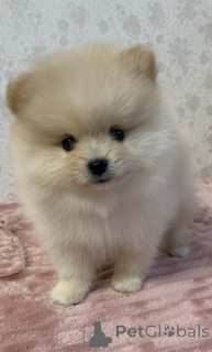 Photo №2 to announcement № 140843 for the sale of pomeranian - buy in Russian Federation breeder