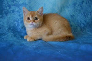 Photo №4. I will sell scottish straight in the city of Moscow. from nursery, breeder - price - 164$