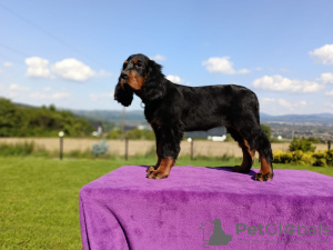 Photo №4. I will sell gordon setter in the city of Nowy Sącz. breeder - price - negotiated