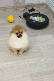 Photo №1. pomeranian - for sale in the city of St. Petersburg | 566$ | Announcement № 3002