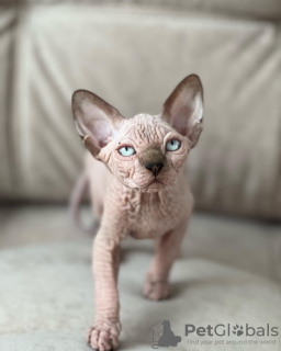 Photo №2 to announcement № 93317 for the sale of sphynx-katze - buy in United States private announcement