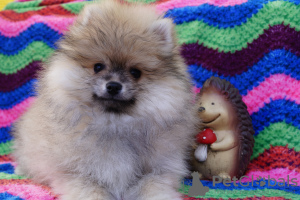 Photo №1. pomeranian - for sale in the city of Москва | 391$ | Announcement № 43856