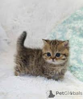 Photo №1. munchkin - for sale in the city of Brussels | 516$ | Announcement № 165845
