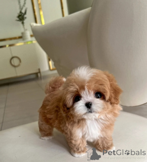 Photo №3. Maltipoo pups. Belarus