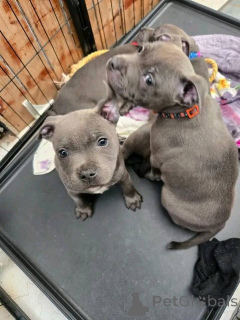 Photo №2 to announcement № 163867 for the sale of staffordshire bull terrier - buy in Austria private announcement, breeder