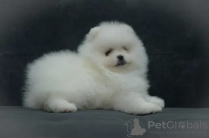 Photo №4. I will sell pomeranian in the city of Geneva. private announcement - price - 4124$