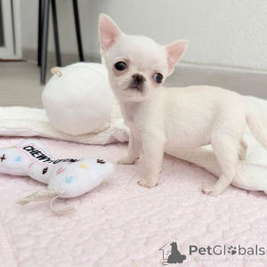 Photo №3. I wanted to let you know that we currently have some wonderful, loving puppies. United States