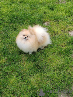 Photo №4. I will sell pomeranian in the city of Belgrade.  - price - negotiated