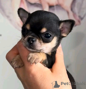 Photo №3. Chihuahua puppies for sale,  Business WhatsApp 37256348129. Finland