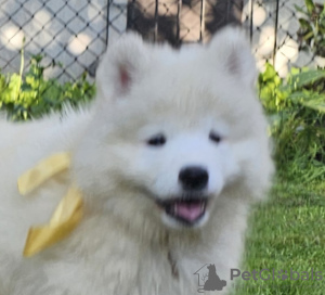 Photo №2 to announcement № 120038 for the sale of samoyed dog - buy in Poland breeder