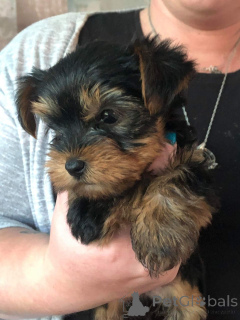 Photo №2 to announcement № 141019 for the sale of yorkshire terrier - buy in Spain private announcement