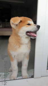 Photo №3. Akita Inu puppy. Belarus