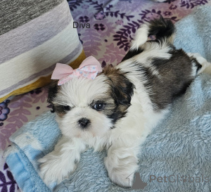Photo №1. shih tzu - for sale in the city of Ashford | 380$ | Announcement № 160729