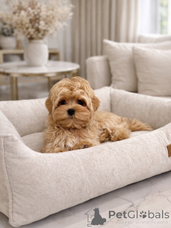 Photo №3. Sweet Maltipoo Babies with Beautiful Coats. Germany