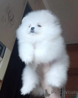 Photo №2 to announcement № 166156 for the sale of pomeranian - buy in Germany 
