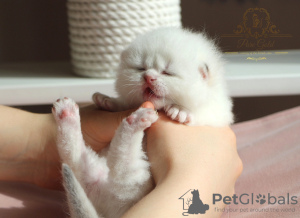 Photo №2 to announcement № 19297 for the sale of british shorthair - buy in Russian Federation from nursery