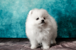 Photo №4. I will sell pomeranian in the city of Moscow. from nursery, breeder - price - 1925$
