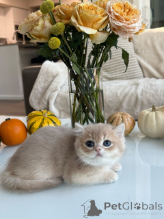 Photo №2 to announcement № 178098 for the sale of british shorthair - buy in Switzerland breeder