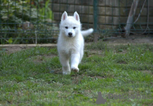 Additional photos: Siberian Husky puppies