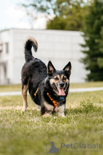 Photo №3. Little girl Millie is looking for a home!. Russian Federation