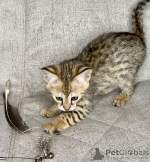 Photo №2 to announcement № 26096 for the sale of savannah cat - buy in Russian Federation from nursery