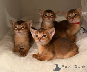 Photo №1. abyssinian cat - for sale in the city of Espoo | 516$ | Announcement № 166958