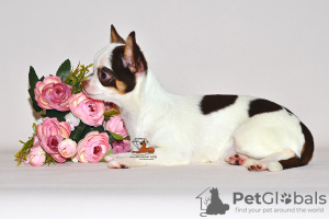 Photo №4. I will sell chihuahua in the city of Москва. from nursery, breeder - price - 1656$