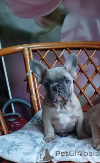 Photo №4. I will sell french bulldog in the city of Minsk. private announcement - price - 581$