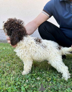 Photo №1. lagotto romagnolo - for sale in the city of Trstenik | 282$ | Announcement № 140774