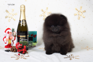 Additional photos: Pomeranian puppies