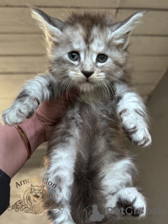 Photo №2 to announcement № 99494 for the sale of maine coon - buy in United States private announcement, from nursery, from the shelter