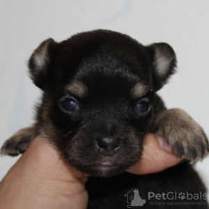 Photo №1. chihuahua - for sale in the city of Москва | 54$ | Announcement № 10563