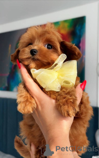 Photo №4. I will sell maltese dog in the city of Amsterdam. breeder - price - 1135$