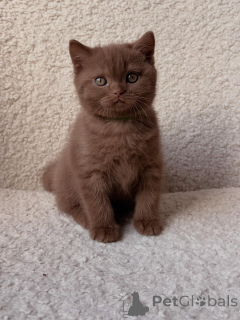 Photo №4. I will sell british shorthair in the city of Munich. private announcement, breeder - price - negotiated