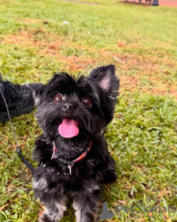 Photo №4. I will sell yorkshire terrier in the city of Мадрид. breeder - price - 329$