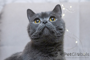 Photo №1. british shorthair - for sale in the city of Москва | Is free | Announcement № 98340