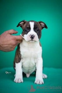 Photo №1. american staffordshire terrier - for sale in the city of Ниш | negotiated | Announcement № 102239
