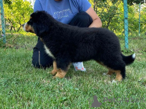 Photo №2 to announcement № 107429 for the sale of bernese mountain dog - buy in Serbia 