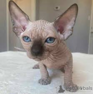 Photo №2 to announcement № 164667 for the sale of sphynx-katze - buy in Finland private announcement, breeder